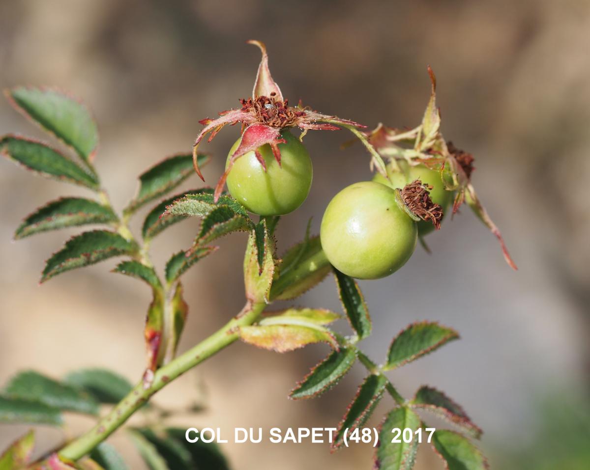 Briar, Slightly Scented fruit